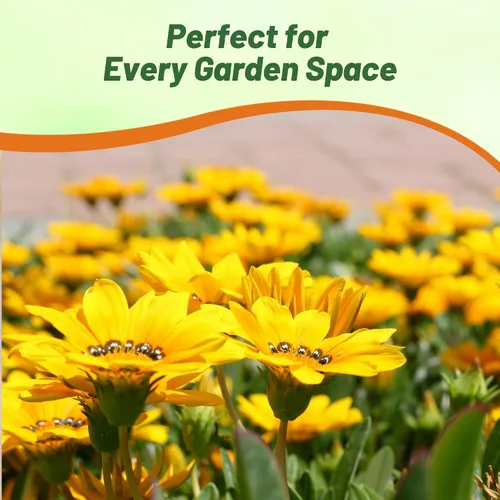 Miniatura 6 de Outsidepride Gazania Kiss - Plantas de jardín tolerantes al calor y la sequía y al suelo, 25 semillas