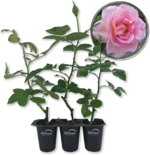 Miniatura 7 de Tiffany Rose Bush - 1 planta de inicio vivo - Impresionante cultivo híbrido de rosas de té añade color y fragancia a cualquier jardín