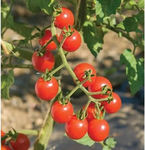 Jasper Organic (F1) Semillas de tomate (45 semillas) Semillas para plantar, granja, cultivo en jardín, invernadero, verduras, frutas