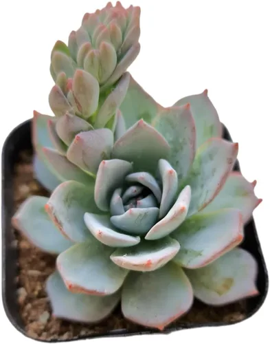 Plantas suculentas de cactus vivos de USKC (maceta de 2 pulgadas Echeveria Blue Bird)