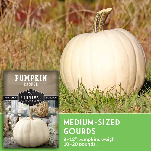 Miniatura 5 de Casper - Semillas de calabaza para plantar Calabazas blancas sin OMG con piel suave y carne dulce para decoración de otoño, tallado, horneado