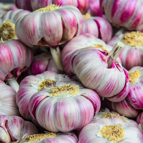 Miniatura 8 de 1 Libra de Ajo Duro de Cuello para Plantar en Otoño, Bulbo de Ajo Grande para Plantar, Fresco y Alta Rendimiento, Resistente al Frío, Plantación