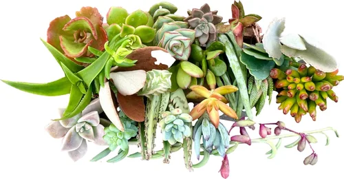 Miniatura 6 de 10 mini esquejes de suculentas vivas surtidos, no hay 2 suculentas iguales, ideales para terrarios, mini jardines y como plantas de inicio. Plantas