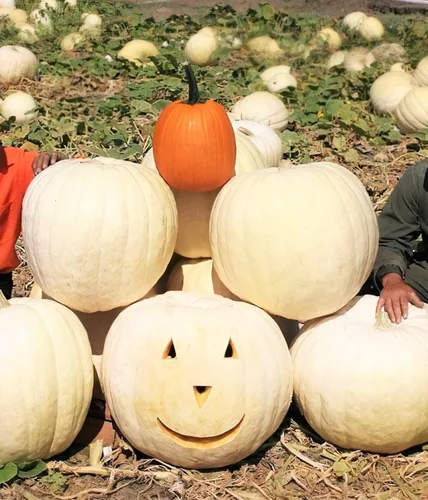 Miniatura 2 de TomorrowSeeds - Semillas de calabaza blanca Lumina - Más de 10 unidades - para plantar Halloween otoño tallado fantasma Casper oso polar Calabaza