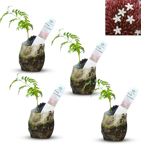 Miniatura 25 de Hibisco Rosa. rosa-sinensis. Planta Viva - Hibisco Tropical Floreciente, Flores Bonitas, Usado en Té y Jugo (2 Plantas de Hibisco Rosa)