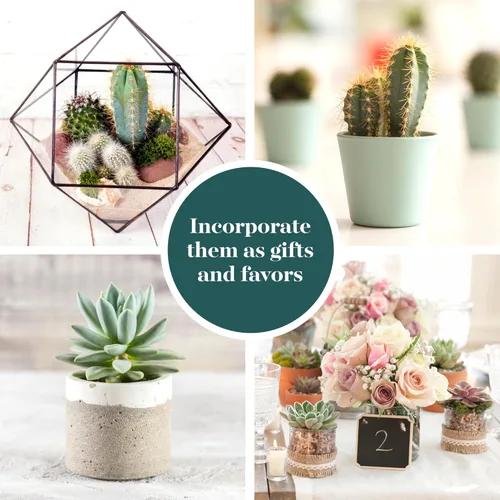 Miniatura 5 de Shop Succulents Premium Plantas suculentas mini vivas de cactus en macetas de 5 cm, fácil cuidado para jardinería en interiores o exteriores