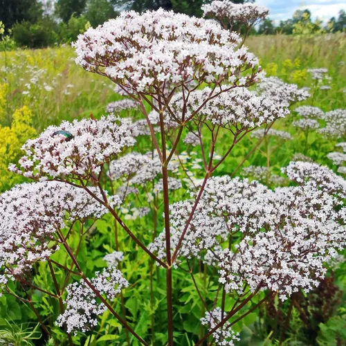 Miniatura 7 de Outsidepride Semillas de valeriana – 5000 piezas. Perenne, resistente, de bajo mantenimiento y fácil de cultivar, semillas de hierbas para plantar
