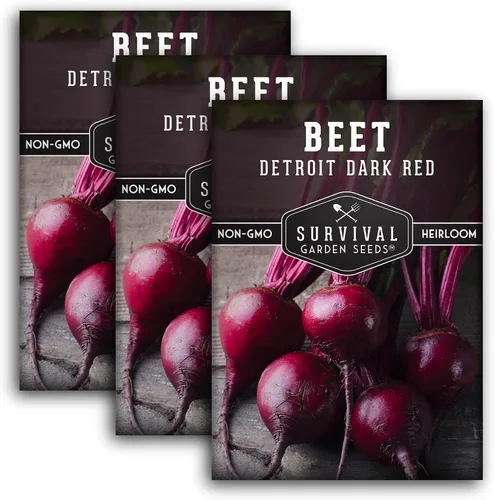 Miniatura 11 de Detroit - Semillas de remolacha roja oscura para plantar, remolacha roja clásica para cultivo de jardín al aire libre, remolacha tradicional de alto