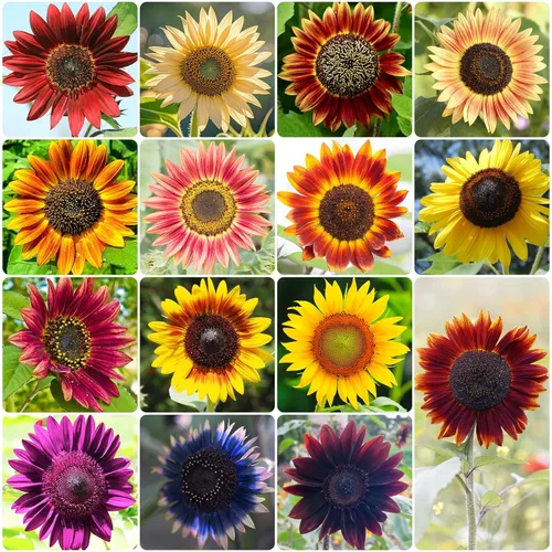 Miniatura 10 de Semillas de girasol Groundio para plantar, 1 OZ, cultiva un girasol gigante Mamut en tu jardín, más de 300 semillas de girasol con alta germinación