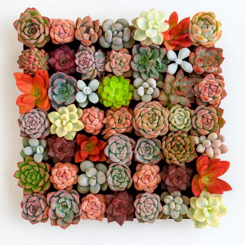 Mezcla de plantas suculentas vivas raras, 0.5-1.5 pulgadas, misterio aleatorio a granel, sin maceta y tierra, 6/12/24 piezas, decoración de