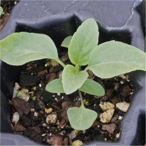 Miniatura 7 de Seed Needs Semillas de salvia azul zafiro para plantar, reliquia y salvia polinizada abierta, cultiva un jardín de mariposas con plantas con flores