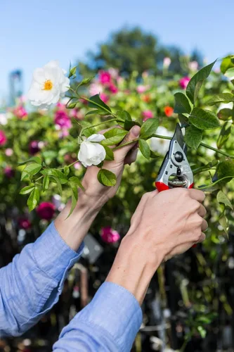 Miniatura 4 de Felco F 14 Tijeras de podar – Cortadoras de jardín de 7.1 pulgadas para manos pequeñas con hojas bypass y yunque Podadoras de mano para jardinería