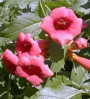 Vid de trompeta flamenca - Campsis - Maceta de 2.5"