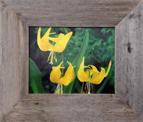 Miniatura 10 de MyBarnWoodFrames Homestead - Marco de fotos de madera de granero recuperada de 4 x 6 pulgadas (ancho del marco de 1.5 pulgadas)