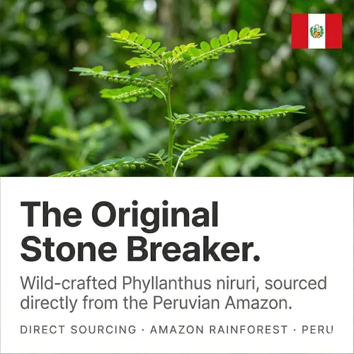 Miniatura 2 de Blue Organix Chanca Piedra Stone Breaker Extracto líquido de 2 onzas, soporte para la salud renal, 1 botella