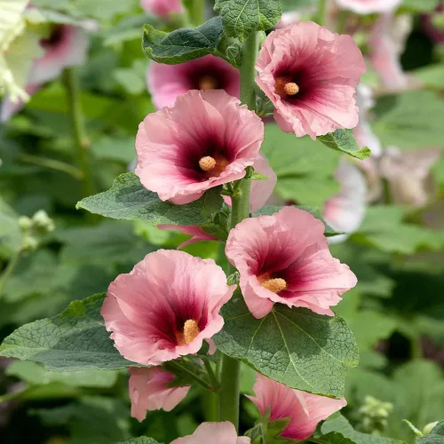 Miniatura 7 de Outsidepride Halo Hollyhock Seeds – 50 piezas de semillas de flores perennes de albaricoque, tolerantes a la sequía de larga duración con flores