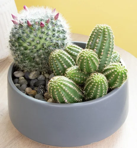 Miniatura 13 de Altman Plants, Surtido de Plantas de Cactus Plantas Vivas (3PK), Planta de Cactus Plantas Suculentas Vivas Decoración de Cactus Vivos, Plantas