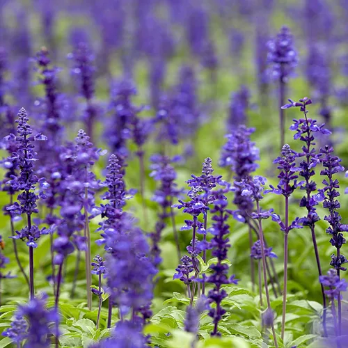 Miniatura 7 de Outsidepride Semillas de salvia clara, 1000 unidades. Semillas de hierbas bienales, fáciles de cultivar y de bajo mantenimiento para plantar flores