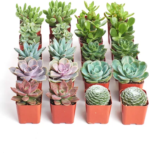 Shop Succulents Colección Surtida de Paquete de Plantas Suculentas - Plantas Suculentas Mini Vivas, Bajo Mantenimiento, Mezcla de Colores y Texturas