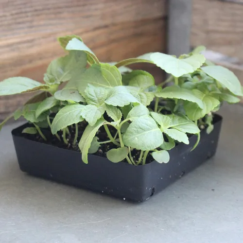 Miniatura 2 de Shiso Seeds - Verde - 1 oz - Jardín de hierbas y microgreens/Micro hierbas sin OMG - AKA: Perilla, planta de bistec