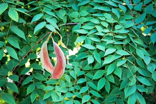 Plántulas de árbol de café de Kentucky | Cultiva plantas de árboles vivos (3 árboles) - No hay envío a California