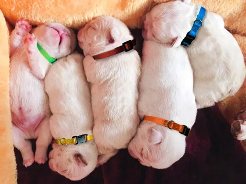 Miniatura 7 de Collar de identificación para cachorros, collares ajustables de identificación para perros recién nacidos, de nailon súper suave, collares