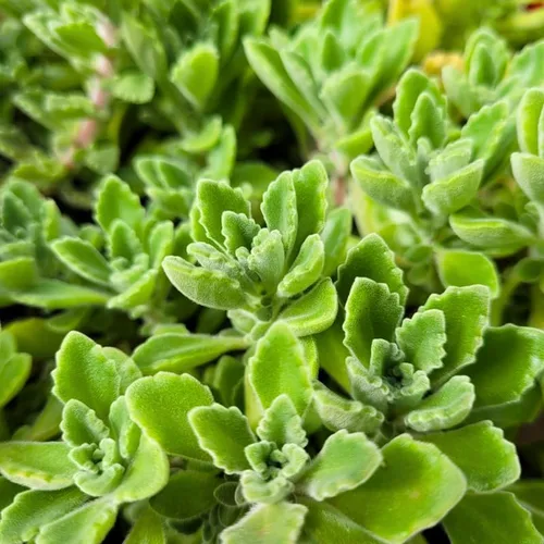 Miniatura 5 de Plectranthus Vick Plant - Maceta viva de 4 pulgadas, la planta viene sin maceta, planta suculenta Plectranthus Vick viva para plantar en interiores