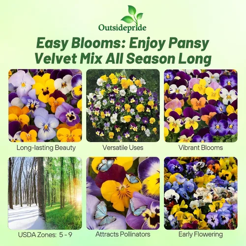 Miniatura 2 de Outsidepride Velvet Mix Viola - Semillas de pensamiento para plantar, 1000 unidades. Flores bienales, resistentes al frío y aptas para polinizadores