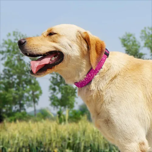Miniatura 7 de TDTOK Collar Básico Brillante para Perro, Collar para Perro Cómodo y Duradero para Perros Pequeños, Medianos y Grandes con Hebilla de Plástico