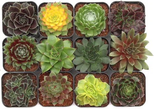 Miniatura 11 de Mountain Crest Gardens Sempervivum - Paquete variado de suculentas – 20 plantas de roseta vivas resistentes, sin repeticiones, enraizadas en macetas