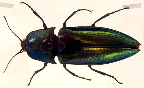 Miniatura 11 de 44mm Hormiga gigante tropical real en resina de lucita transparente cristalina, espécimen preservado Pseudoneoponera Rufipes, taxidermia