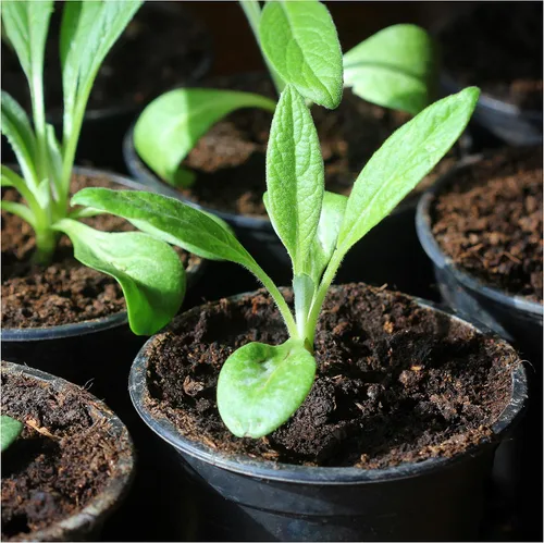 Miniatura 5 de Seed Needs Semillas de alcachofa para plantar alcachofas de globo verde, reliquia sin OMG y sin tratar, cultiva un huerto cultivado en casa al aire