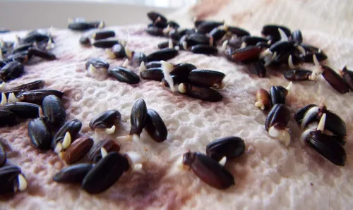 Miniatura 2 de Arroz negro 500 semillas sabor a nuez prohibido fácil de cultivar plantas orgánicas viables!