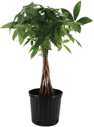 Miniatura 8 de American Plant Exchange - Árbol del dinero, planta viva fácil de cuidar, maceta de 4 pulgadas, planta de 1.5 pies de alto, para interiores