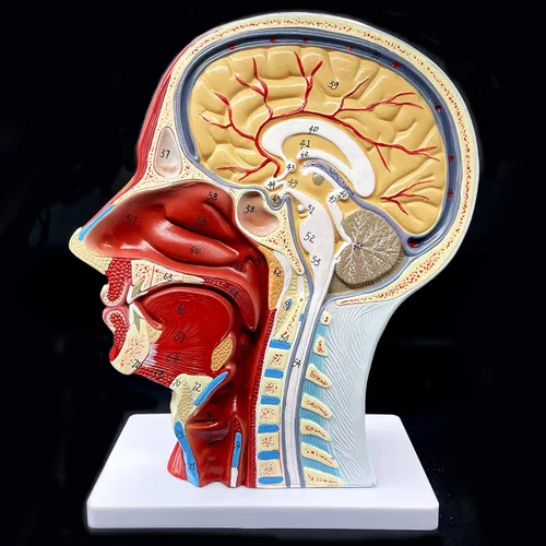 Miniatura 6 de Modelo anatómico de cabeza humana, tamaño real, cavidad nasal, garganta, cerebro, anatomía para ciencias, aula, estudio, exhibición