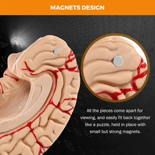 Miniatura 6 de BEAMNOVA Modelo de cerebro humano con vasos, modelo de anatomía de tamaño real de 8 partes desmontable con imanes, herramienta de enseñanza
