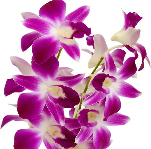 Miniatura 7 de Dendrobium - Plantas hawaianas para orquídeas, 2 unidades, 4-6 pulgadas, de altura enraizada en maceta de 2.5 pulgadas, sin floración, D2