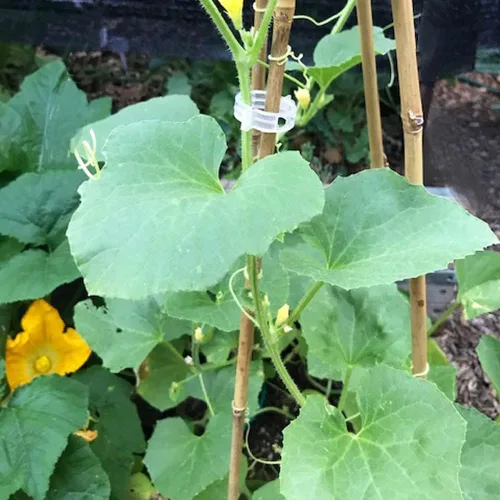 Miniatura 5 de Yowlieu 20 estacas de bambú natural + 1 rollo de lazos de jardín, palos de bambú de 18 pulgadas, estacas de apoyo para plantas de interior, tomate