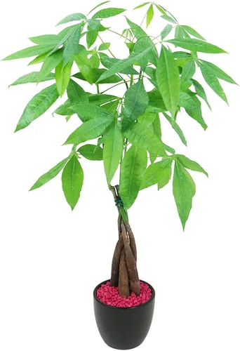 Athena's Garden Money Tree Pachira - Plan vivo de interior con maceta de cerámica, 18 pulgadas de alto, maceta negra, rocas rojas, mediano