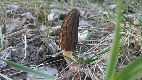 Miniatura 6 de Sporas Black Morel Setas Semillas Micelio Spawn Crecer Bonsái Secado No GMO
