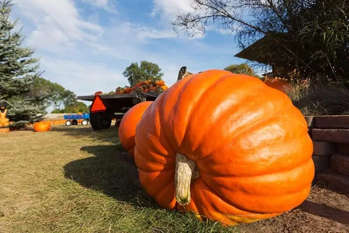 Semillas de calabaza récord mundial para plantar | 10 semillas | Cultiva calabazas gigantes del Atlántico