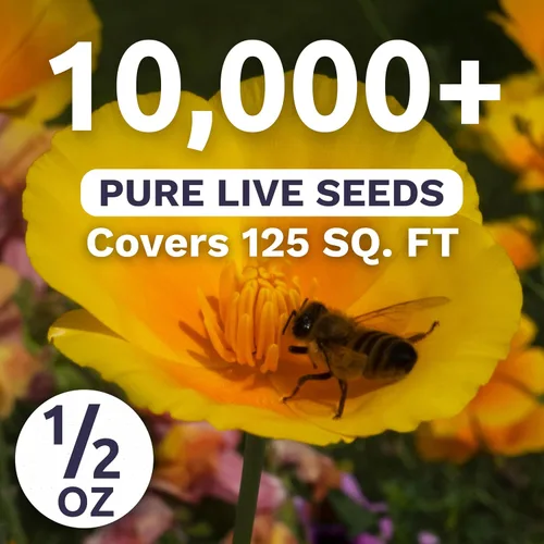 Miniatura 3 de California Poppy - Mezcla de fórmula - Paquete grande de semillas de 1/2 onza - 10,000 semillas de flores para plantar - Eschscholzia californica
