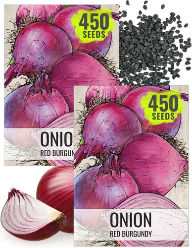 Miniatura 18 de Seed Needs Semillas de cebolla para plantar cebollas de día corto rojo burdeos, semillas de verduras sin tratar y sin OMG para plantar un jardín