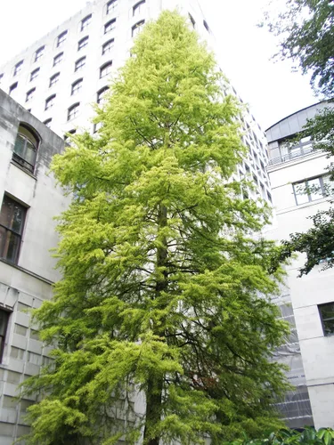 Miniatura 4 de Árbol de Ciprés Calvo del Sur Semillas Premium Taxodium distichum 'Summer' Plants'® (Premium Seeds, 20)