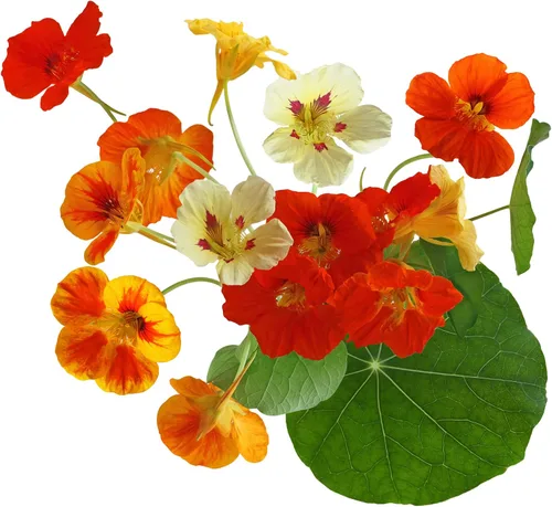 Miniatura 3 de Tall Trailing Mix Capuchina para plantar - Atractiva vid floreciente de colores mixtos - (1,000 semillas)