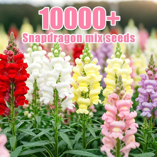 Miniatura 8 de Paquete a granel de más de 10000 semillas de Snapdragon, semillas de flores de dragón mixtas de 5 colores para plantar, semillas de Antirrhinum