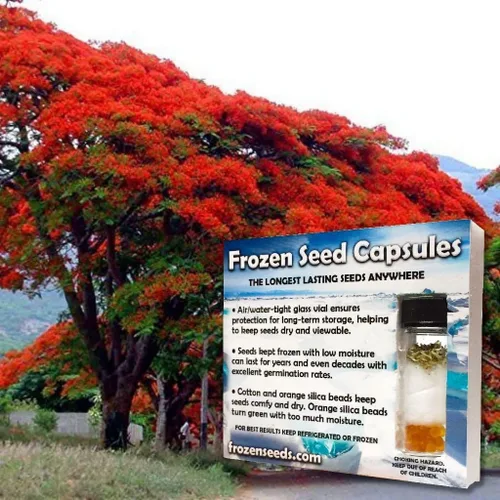 Royal Poinciana Tree Seeds (Delonix regia) Más de 3 semillas de árbol tropicales raras empaquetadas en cápsulas de semillas congeladas para el