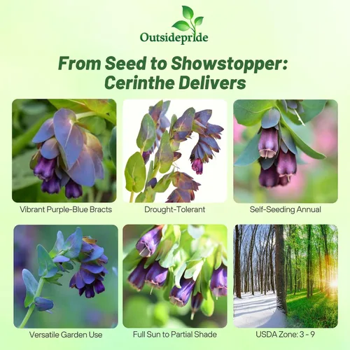 Miniatura 2 de Outsidepride Cerinthe Major Honeywort Semillas – 50 unidades. Semillas anuales, autosiembradas y fáciles de cultivar, semillas de flores