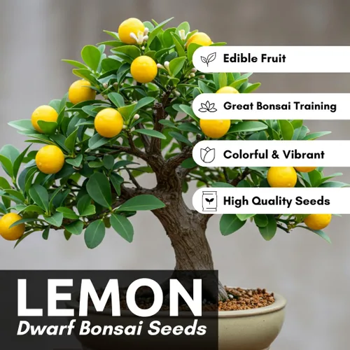 Miniatura 3 de Semillas de árbol bonsái de limón enano, 20 semillas, cultiva un delicioso árbol bonsái con fruta, ideal para jardinería en el hogar