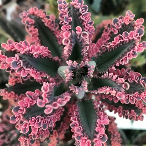 2 Plantas Vivas de Kalanchoe Mariposa Rosa, Planta Viva de Kalanchoe, en Maceta de 2 Pulgadas, Kalanchoe Rosa Suculenta Madre de Miles
